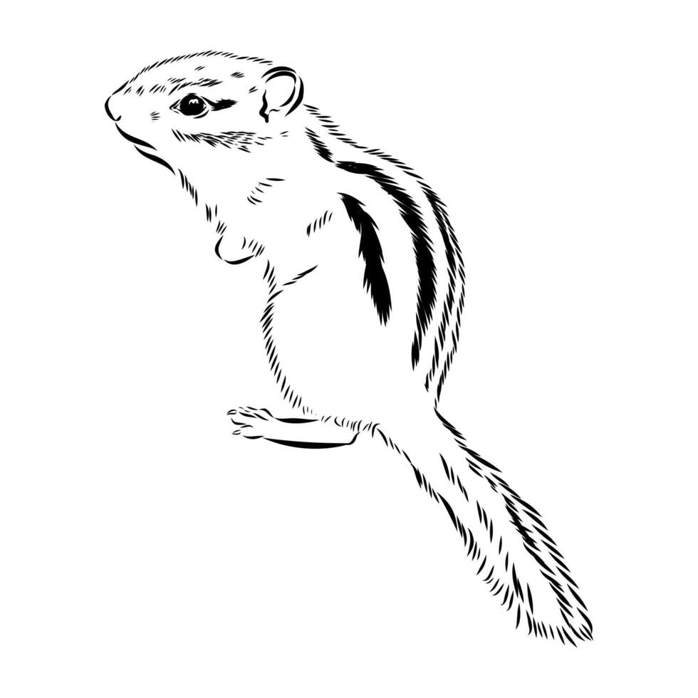 Brave chipmunk sketch vector