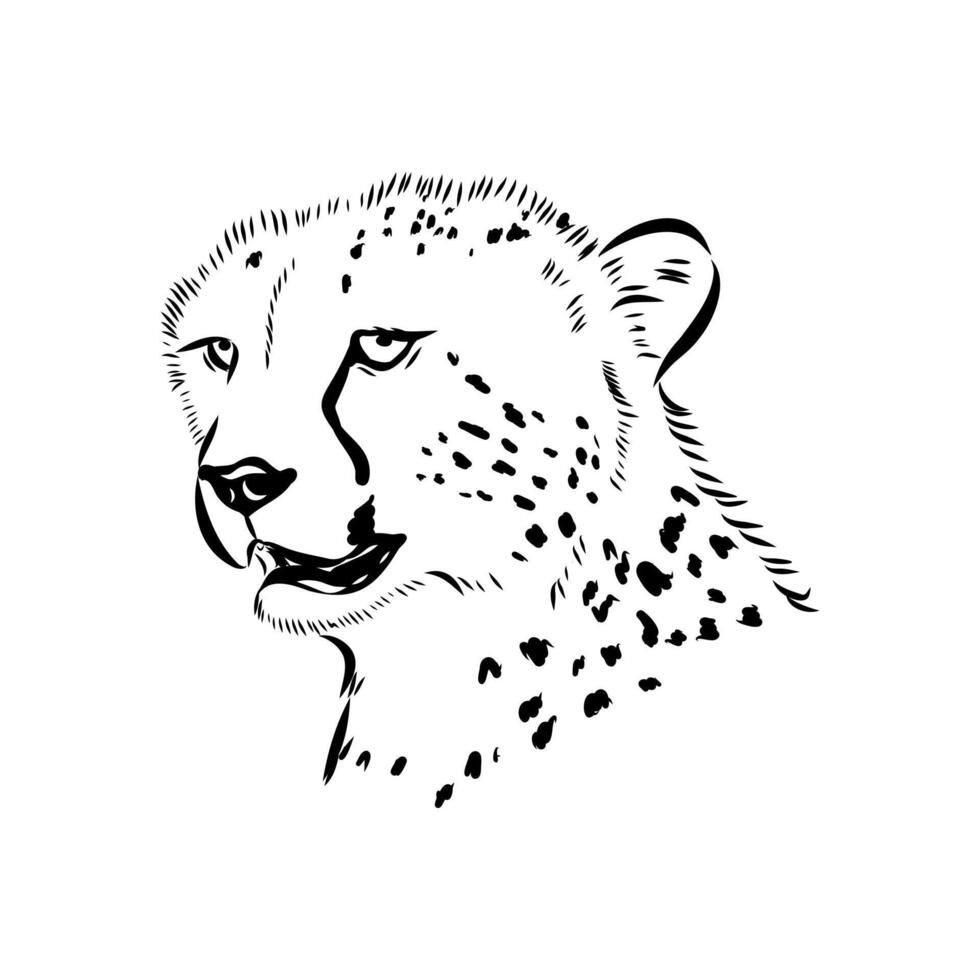 cheetah predator black and white sketch vector