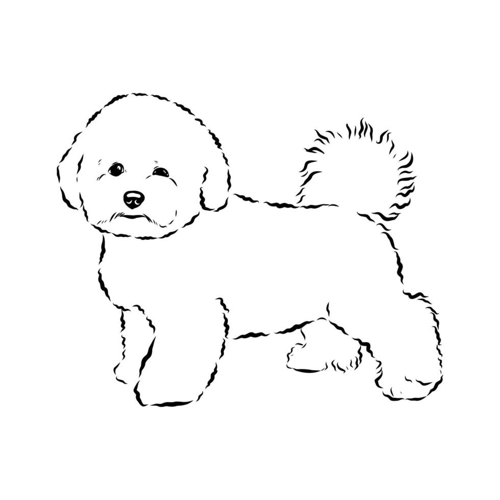 funny dog bichon frise handmade sketch vector