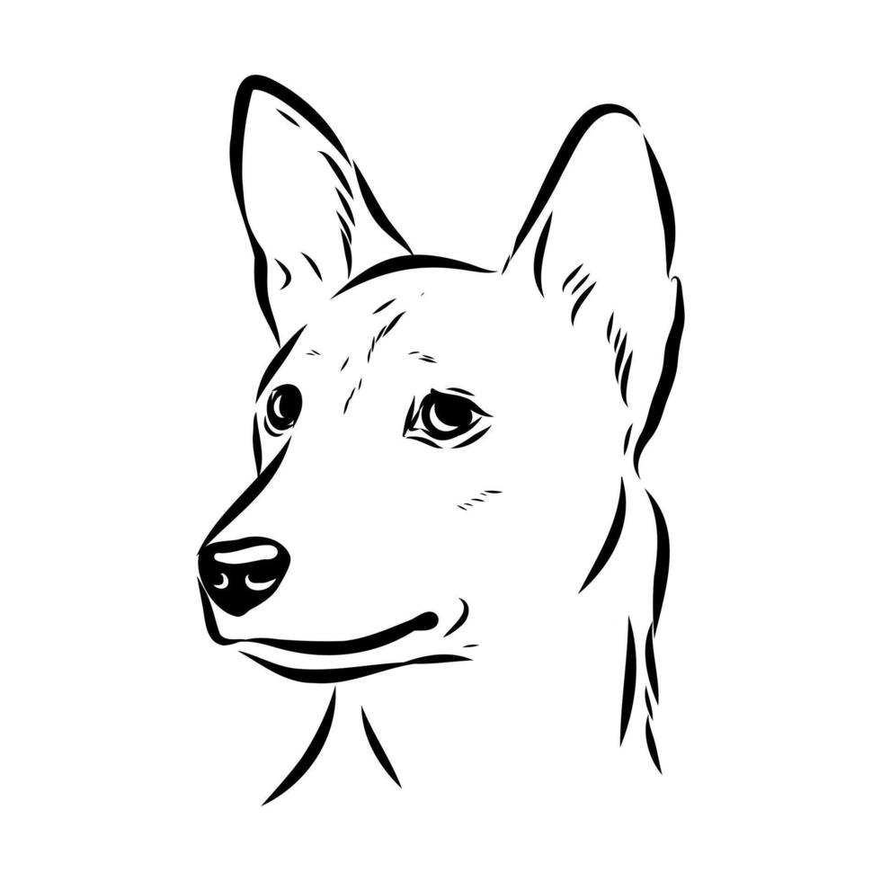 Basenji dog head black and white sketch vector