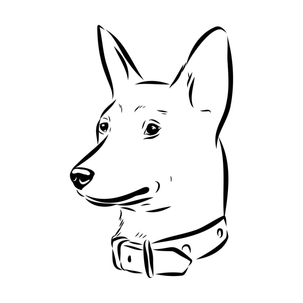 energetic basenji dog sketch vector