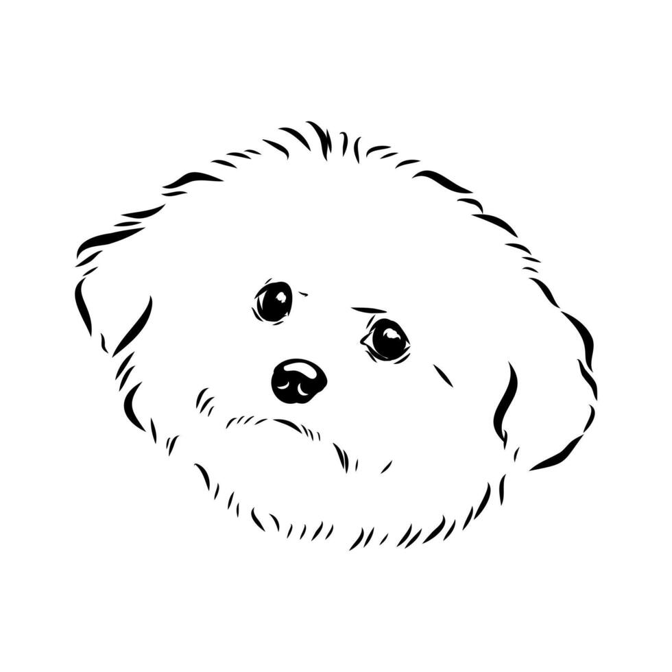 WebDecorative dog bichon frise drawing vector
