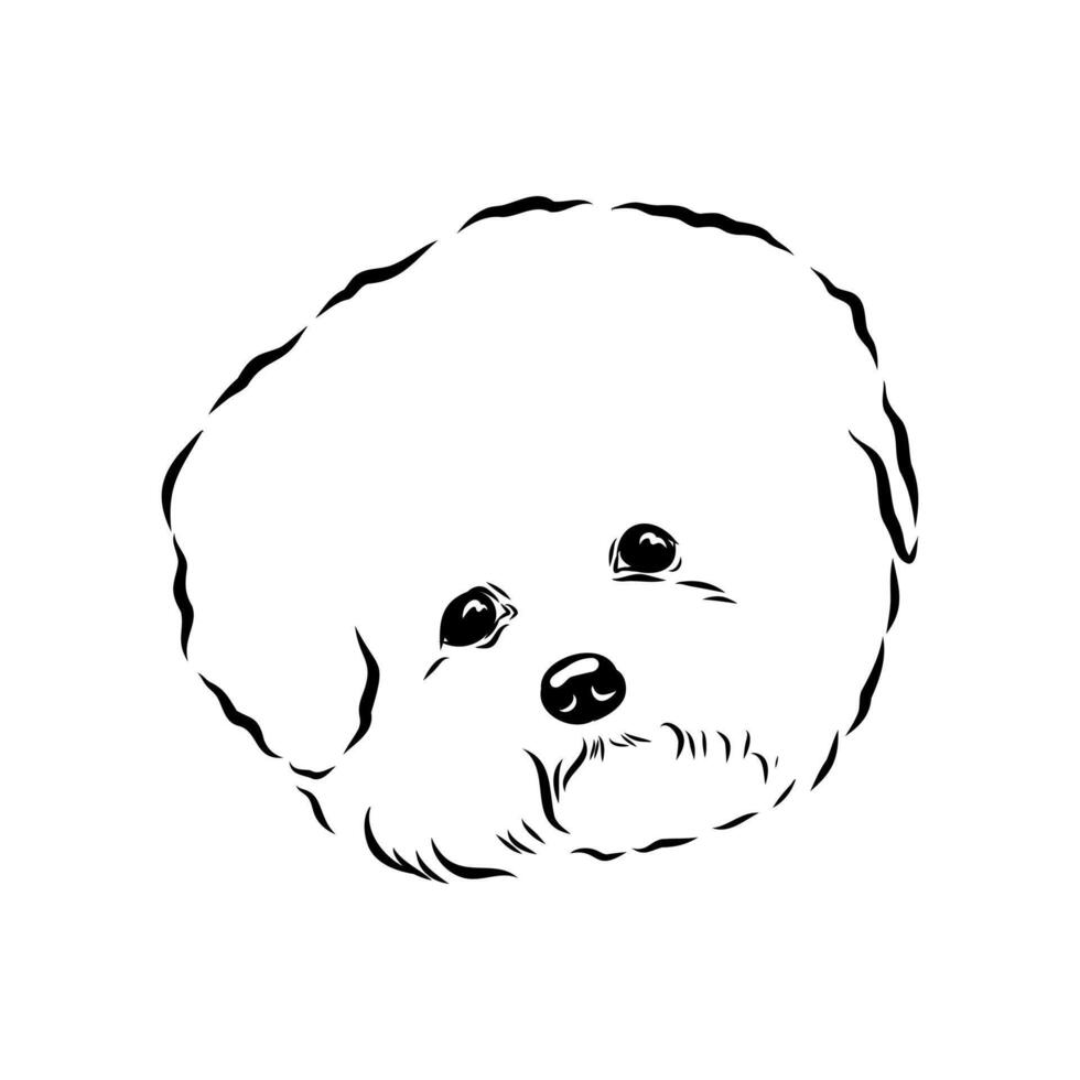 decorative dog bichon frise vector