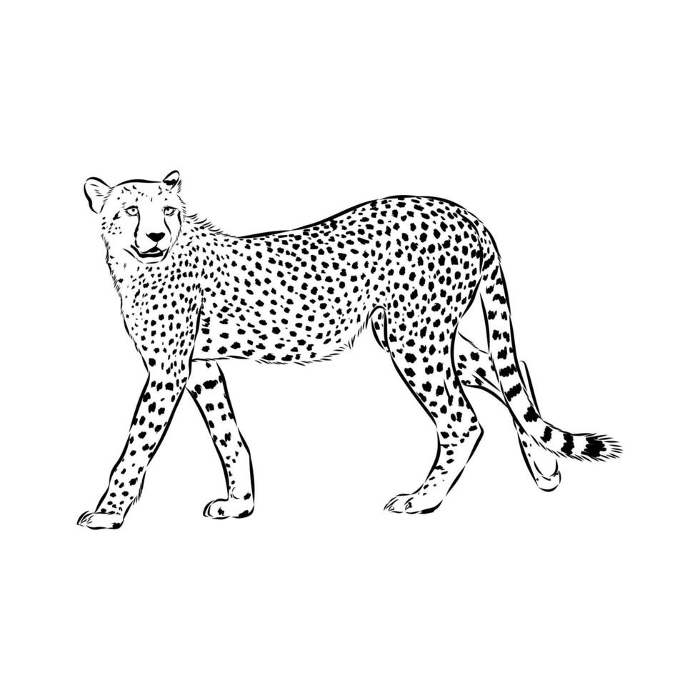 long-legged cheetah predator sketch vector