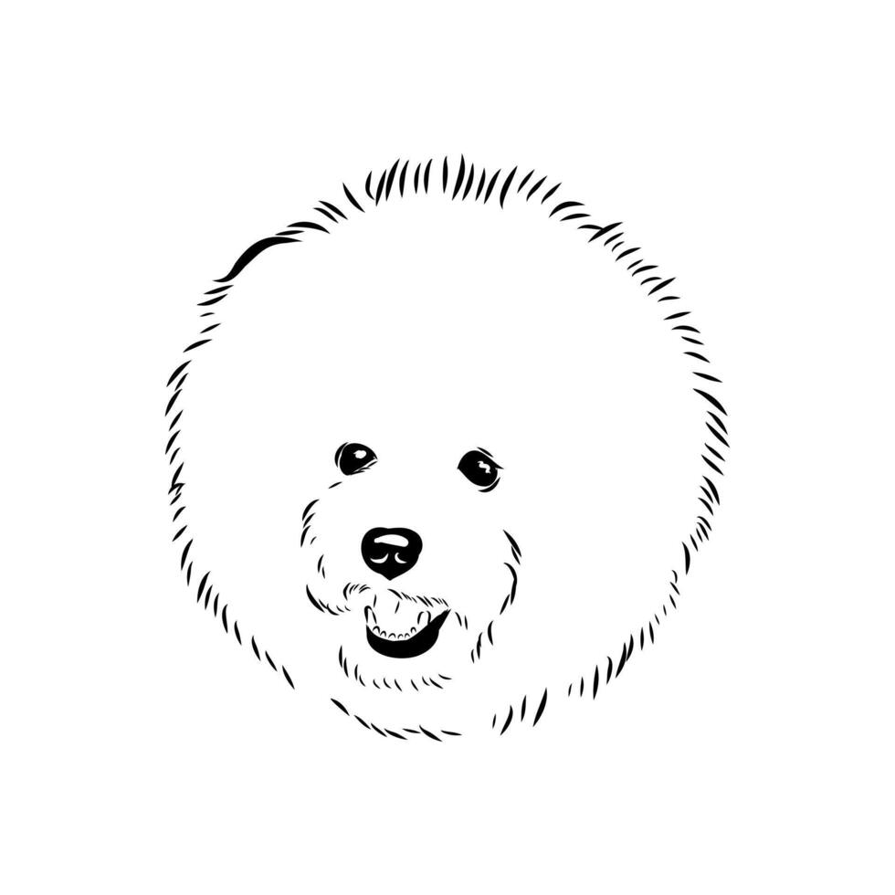 decorative dog bichon frise handmade drawing vector