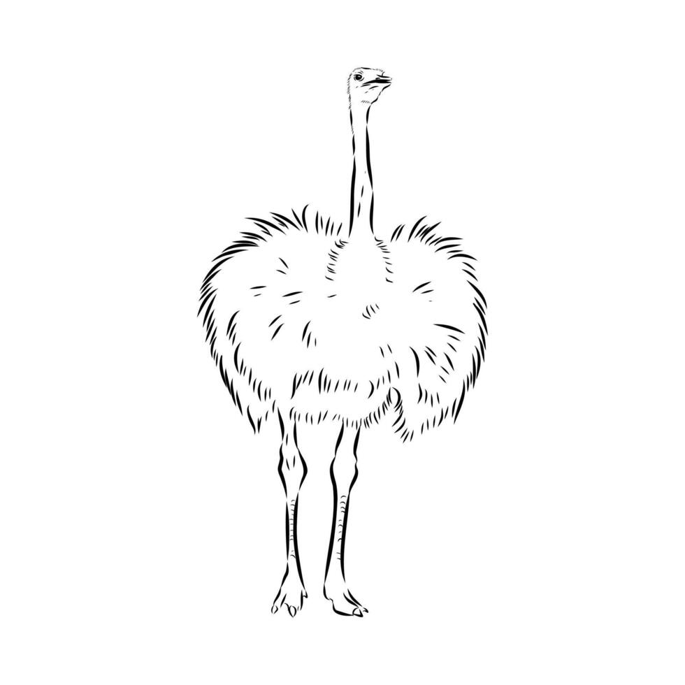 large bird ostrich drawing vector