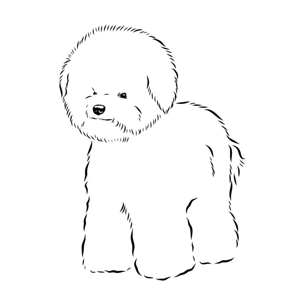 French Bichon Frise dog black and white sketch vector