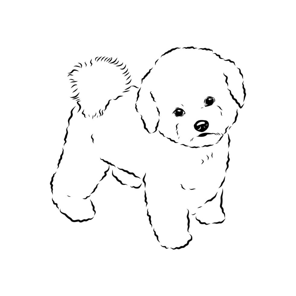 a fun bichon frise dog hand-drawn vector