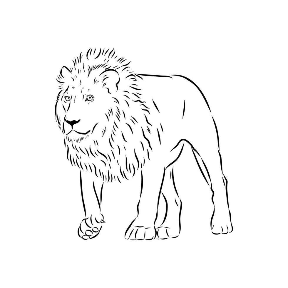 large strong predator lion sketch vector