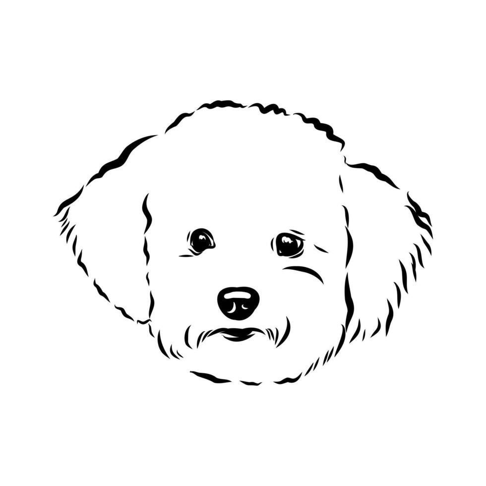 bichon frise dog black and white sketch vector