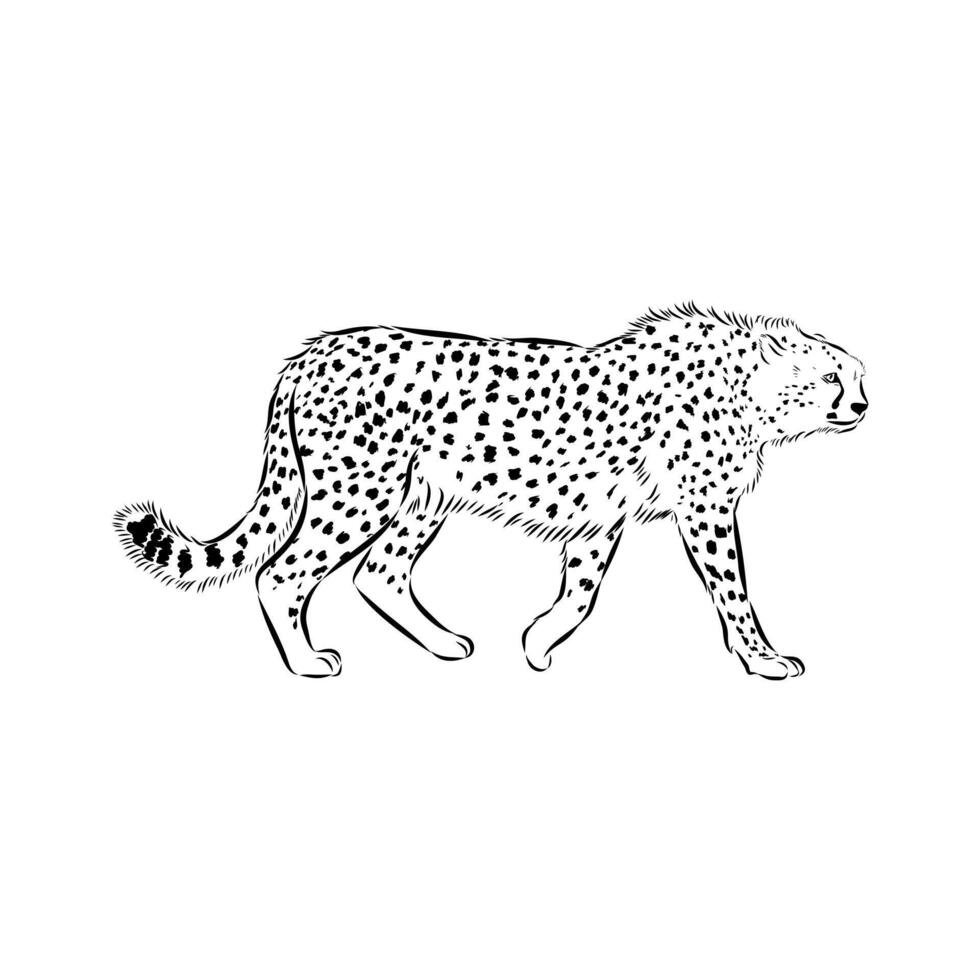 slender cheetah predator black and white pattern vector