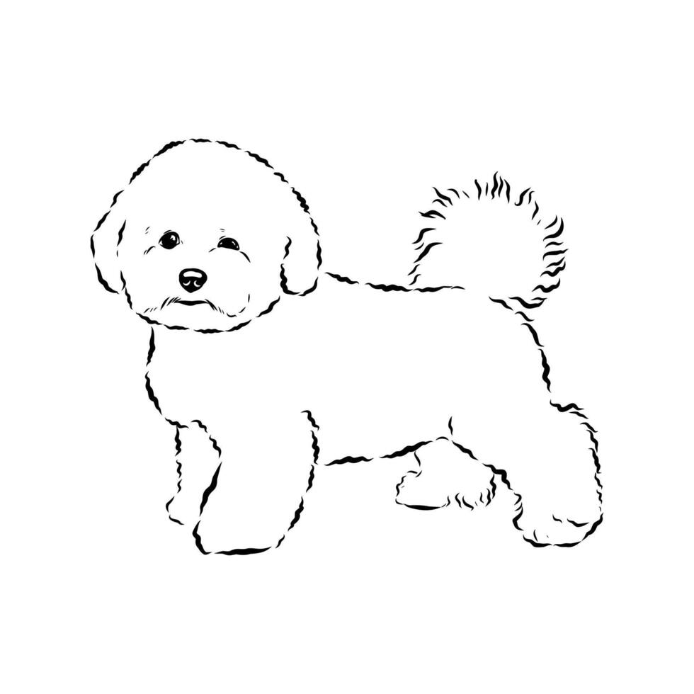 Bichon Frise dog hand-drawn sketch vector