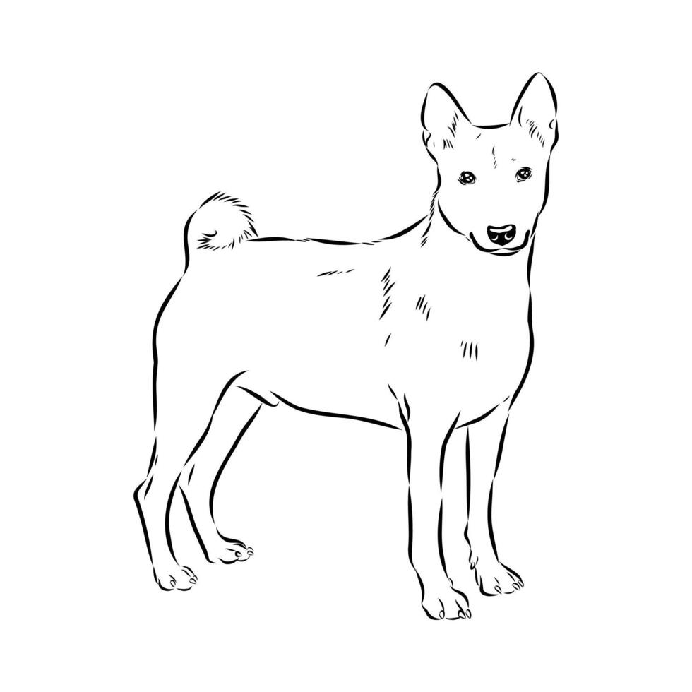 bush dog basenji handmade drawing vector