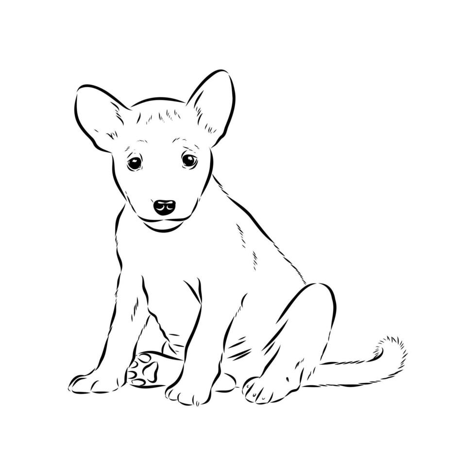 Basenji dog of ancient breed black and white sketch vector