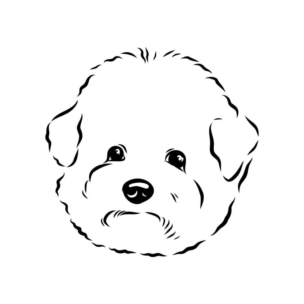 curly dog bichon frise black and white sketch vector