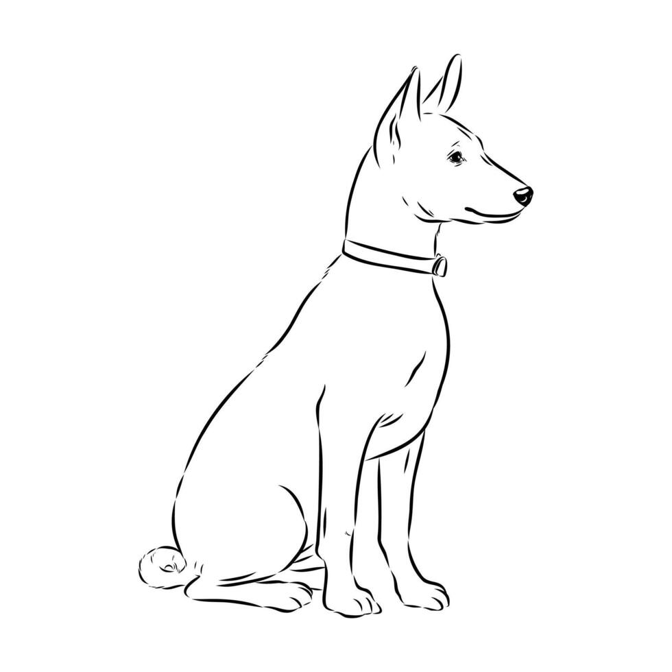 basenji breed dog vector