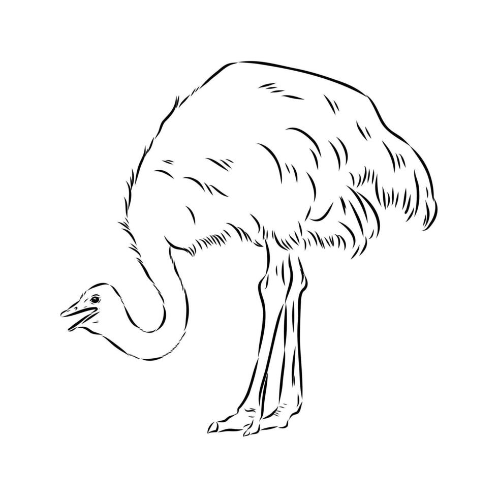 large bird ostrich handmade drawing vector