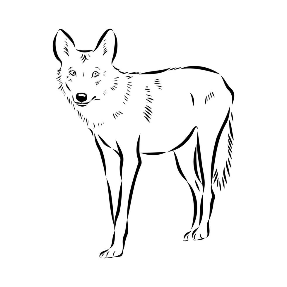 Asian grey wolf handmade sketch vector