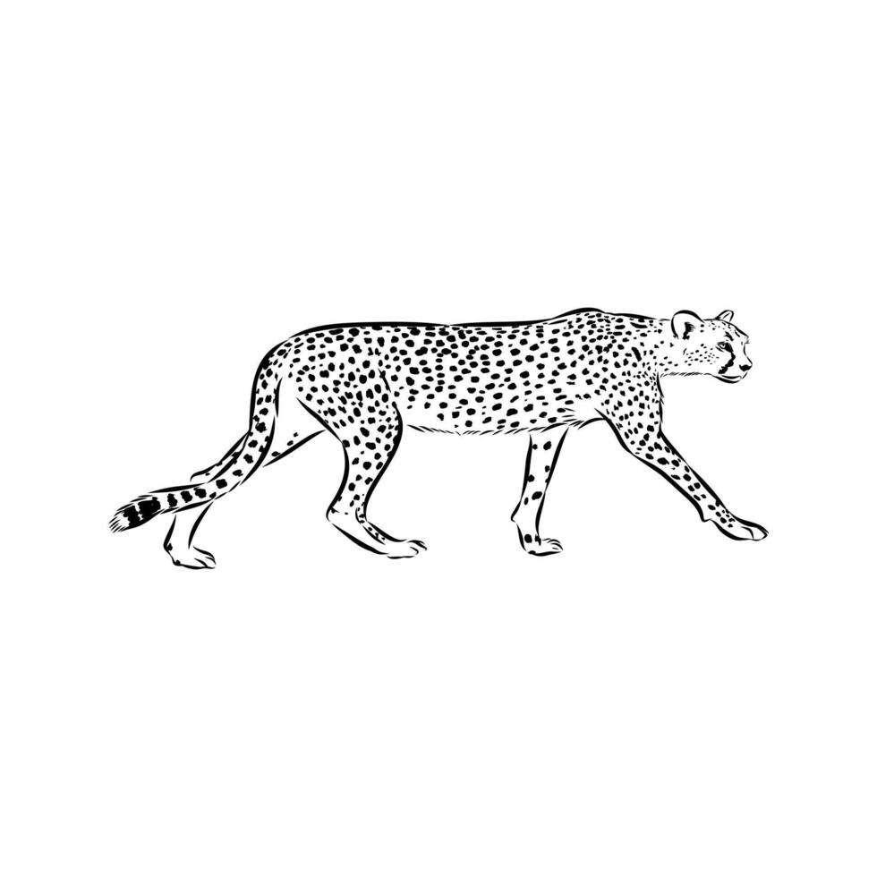 Long-legged cheetah drawing vector