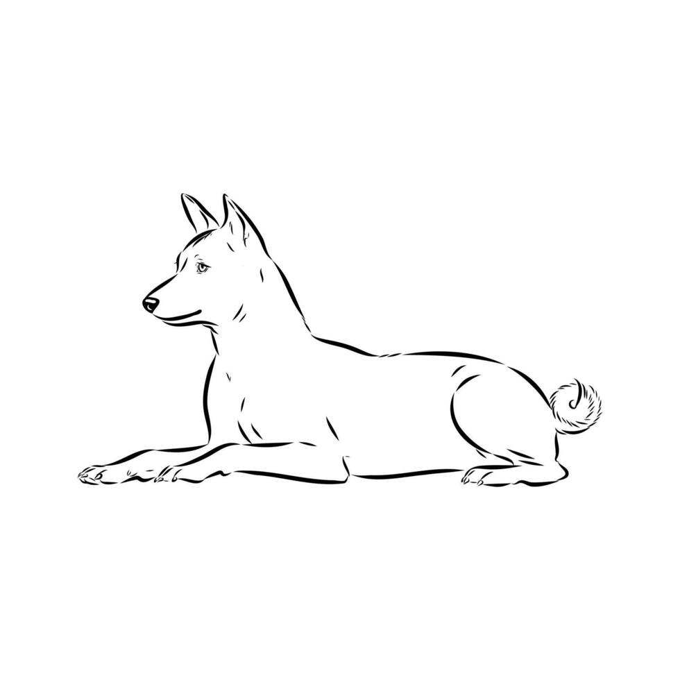 basenji hunting dog vector