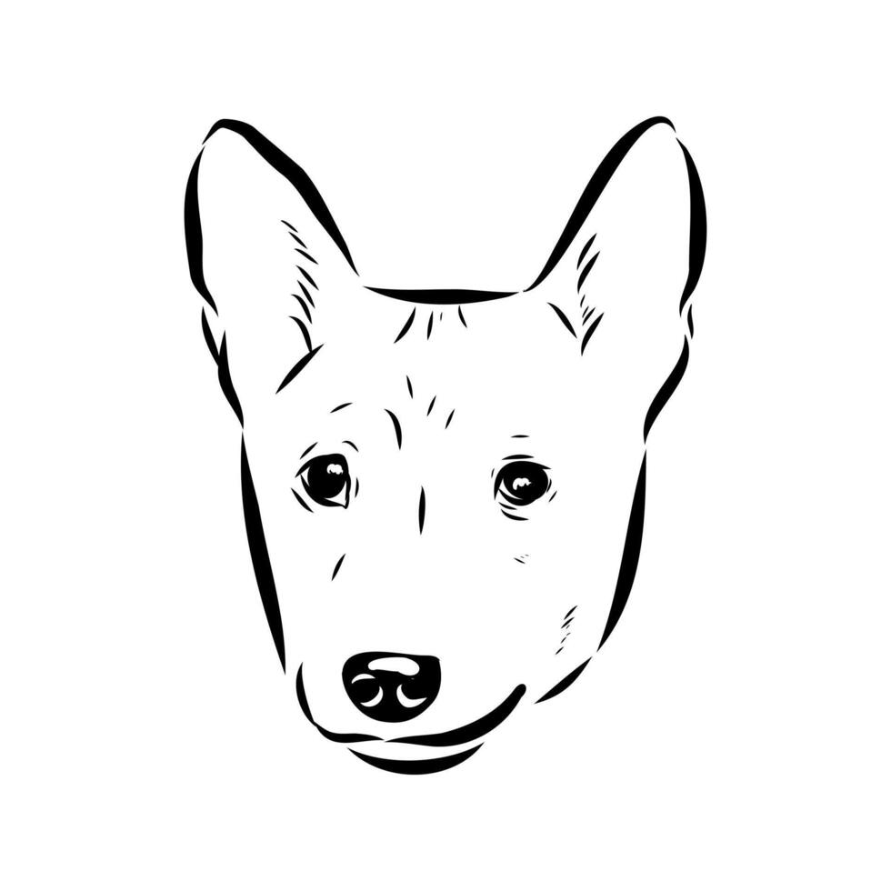 Basenji hunting dog black and white drawing vector