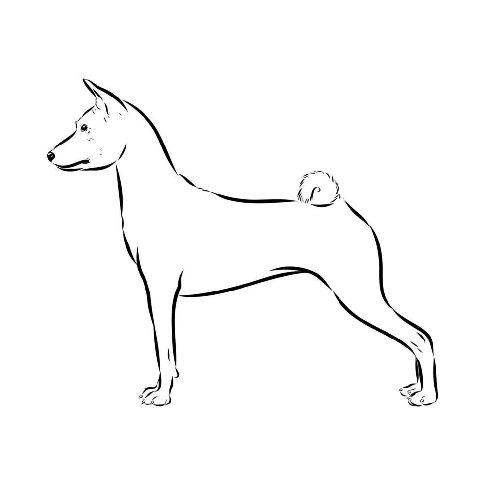 bush dog basenji black and white sketch vector