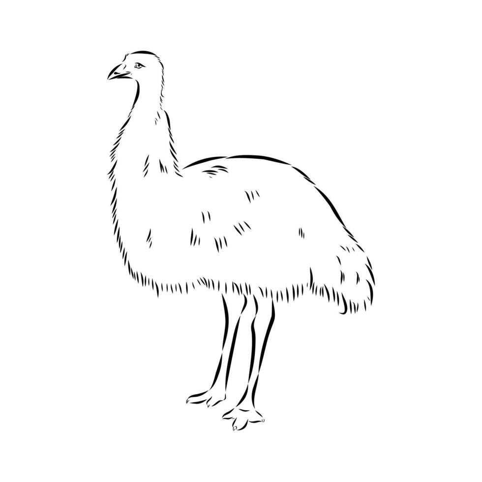 large bird ostrich sketch vector