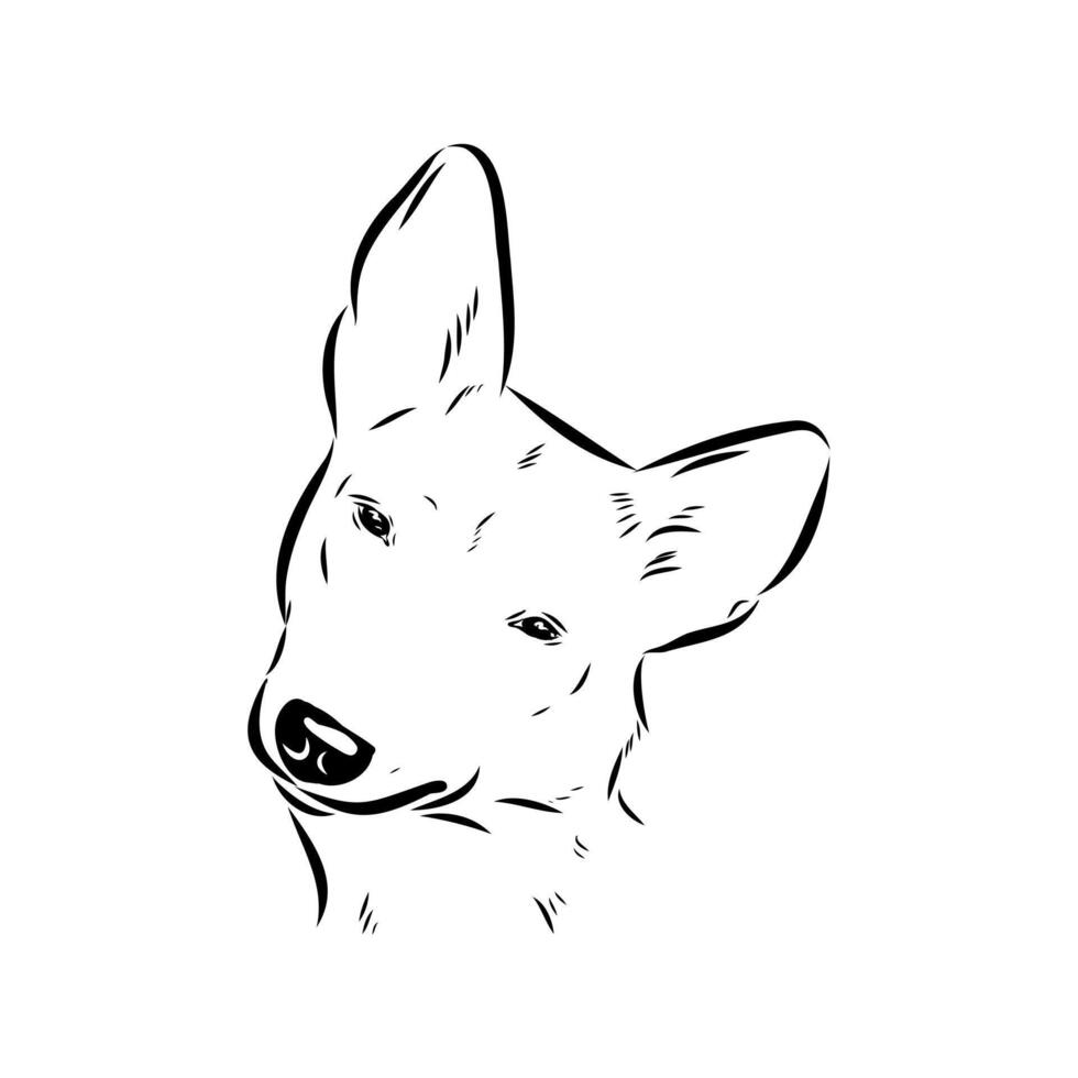 An energetic Basenji dog vector