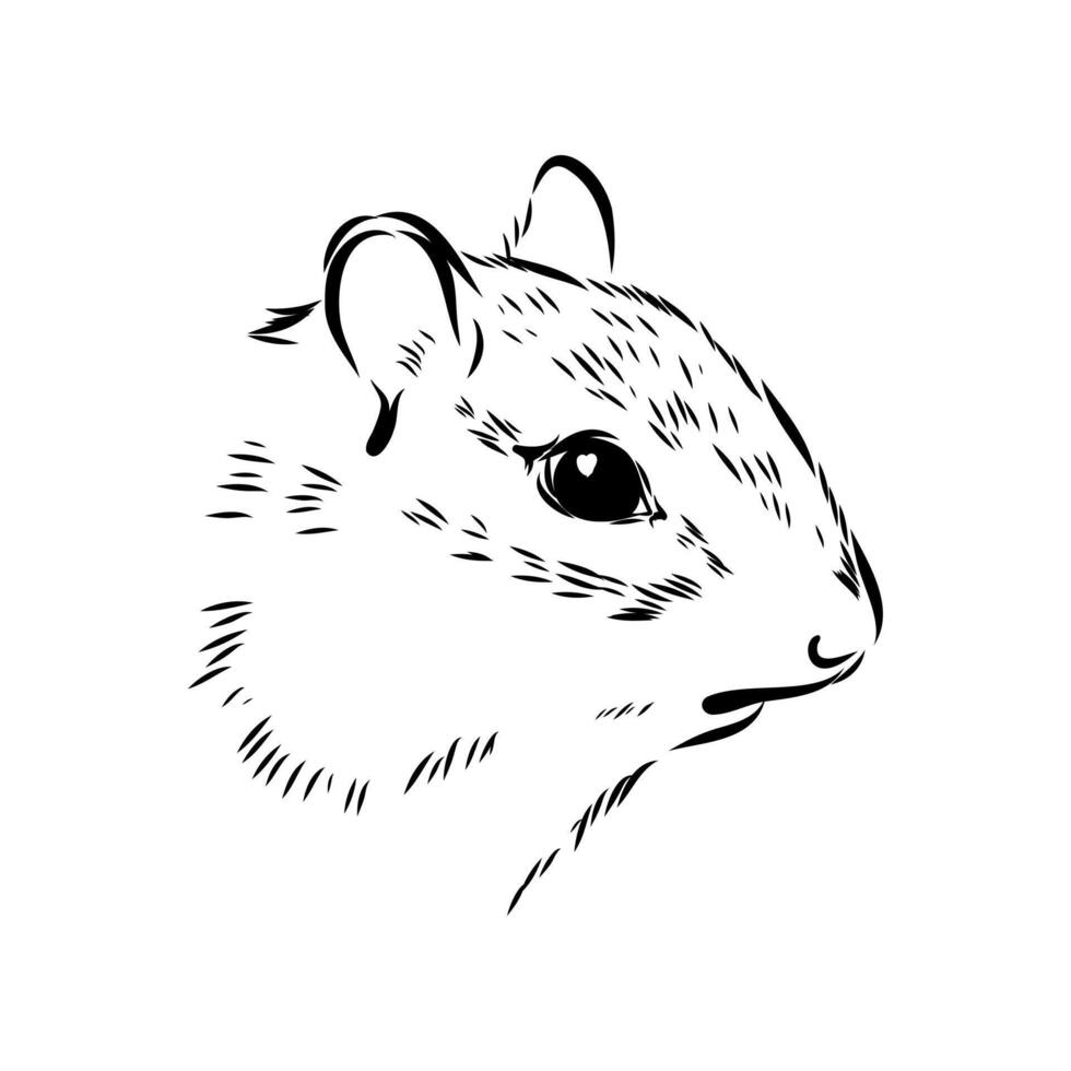 striped rodent chipmunk black and white drawing vector