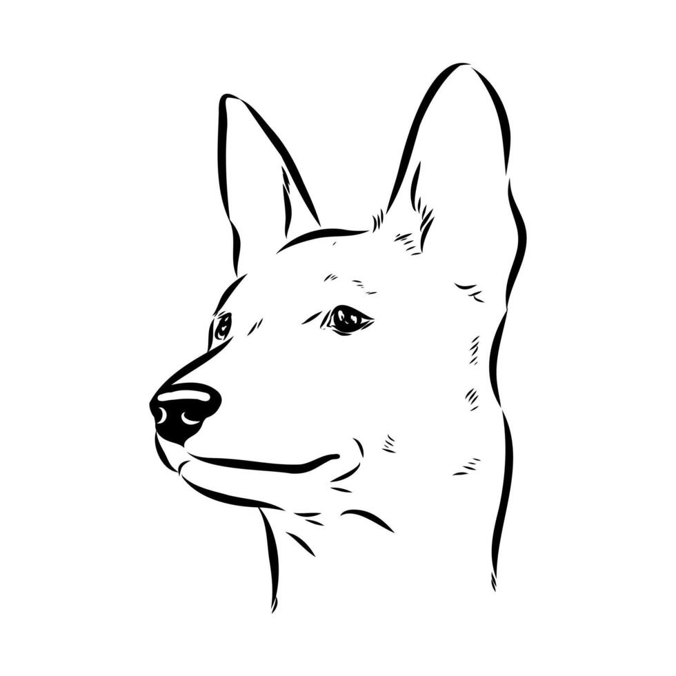 basenji hunting dog sketch vector