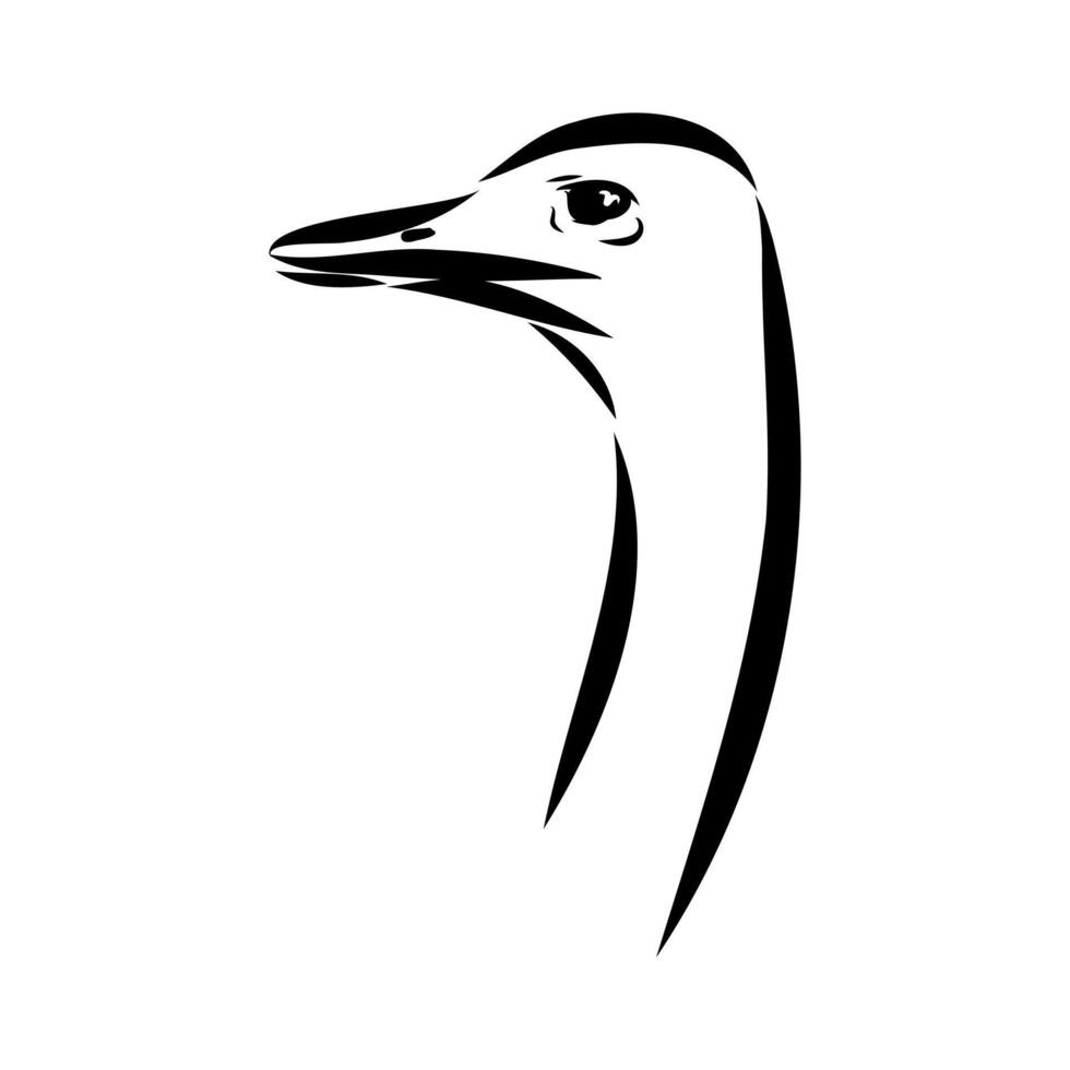 large African ostrich hand-drawn sketch vector