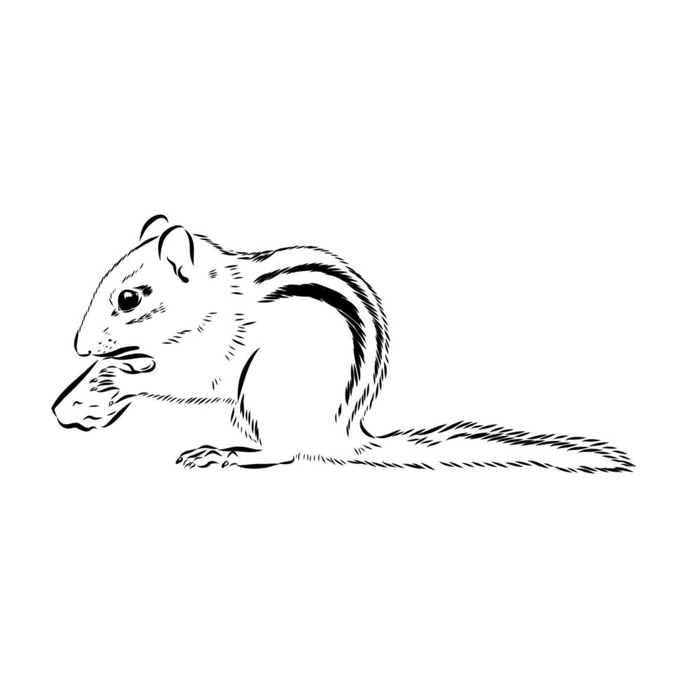 striped mischievous chipmunk black and white pattern vector