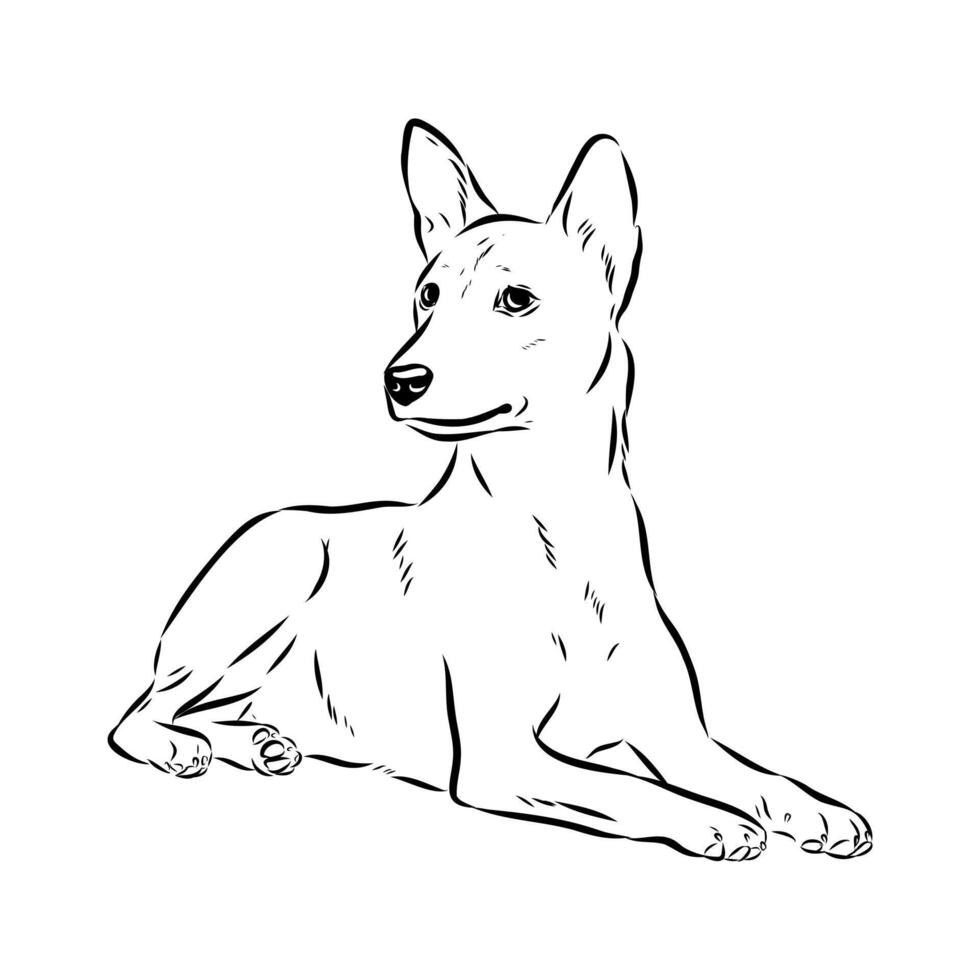 the dog of the ancient Basenji breed vector