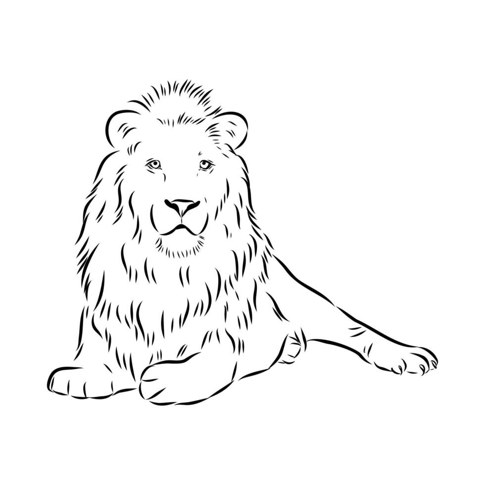 large predator lion black and white sketch vector