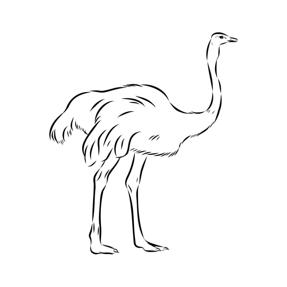 non-flying ostrich hand-drawn bird vector
