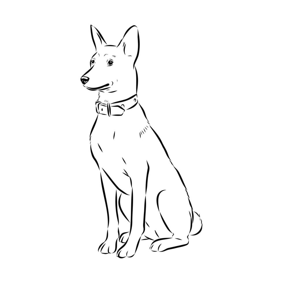 Basenji bush dog hand-drawn sketch vector