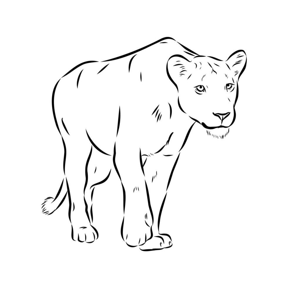 predatory beast lion black and white drawing vector