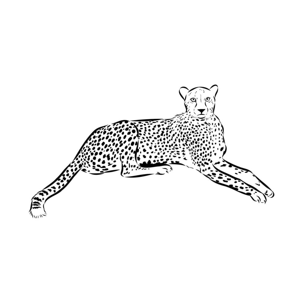 slender cheetah predator black and white sketch vector