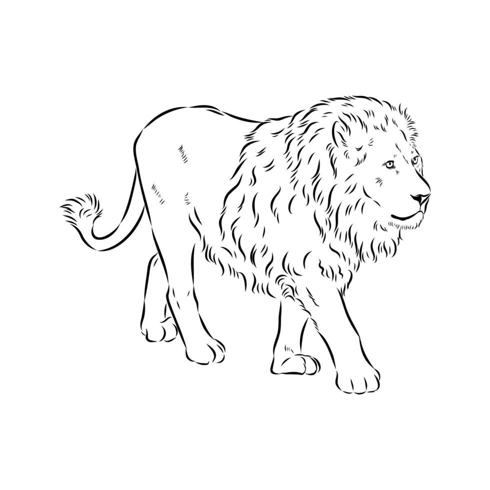 Strong predator lion drawing vector