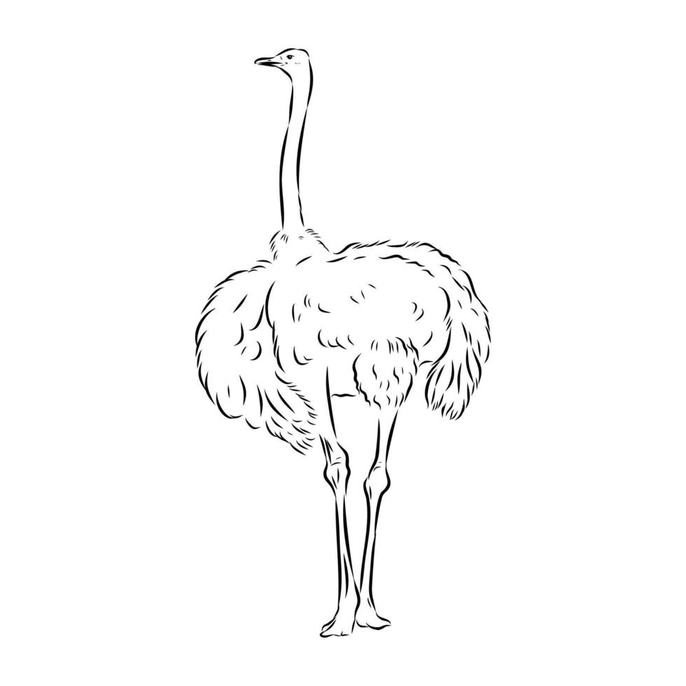 A large bird is an ostrich vector