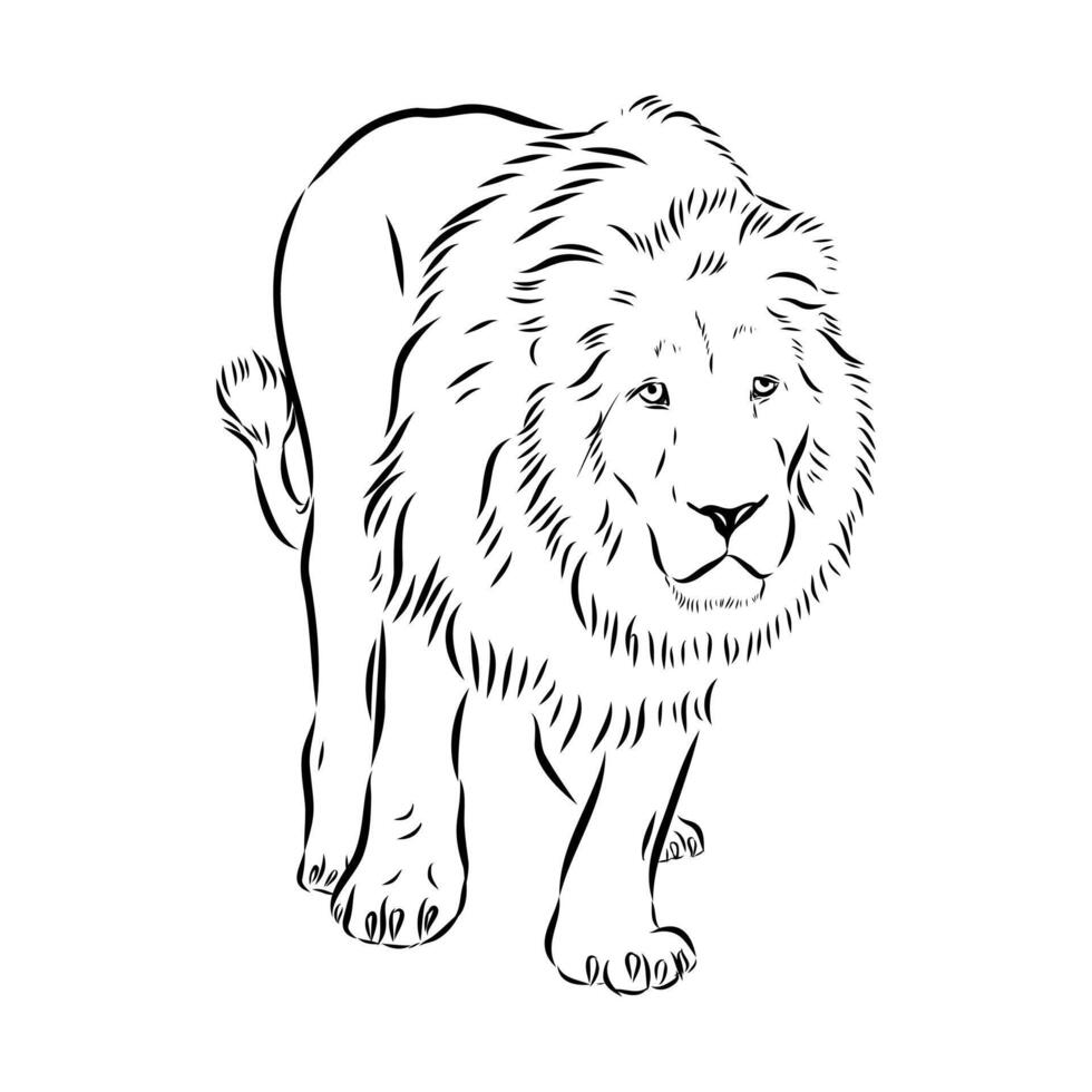 The predatory beast is a lion vector