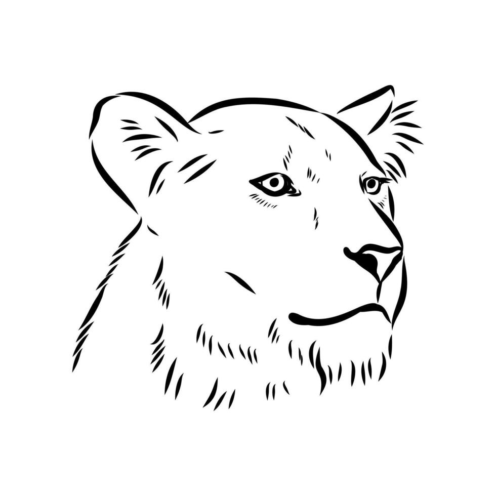 large predator lion sketch vector