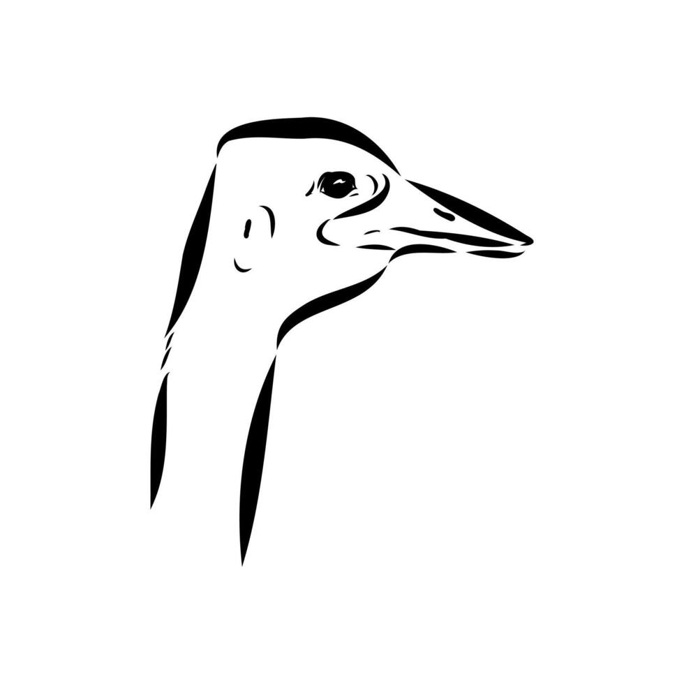 The head of an ostrich bird vector