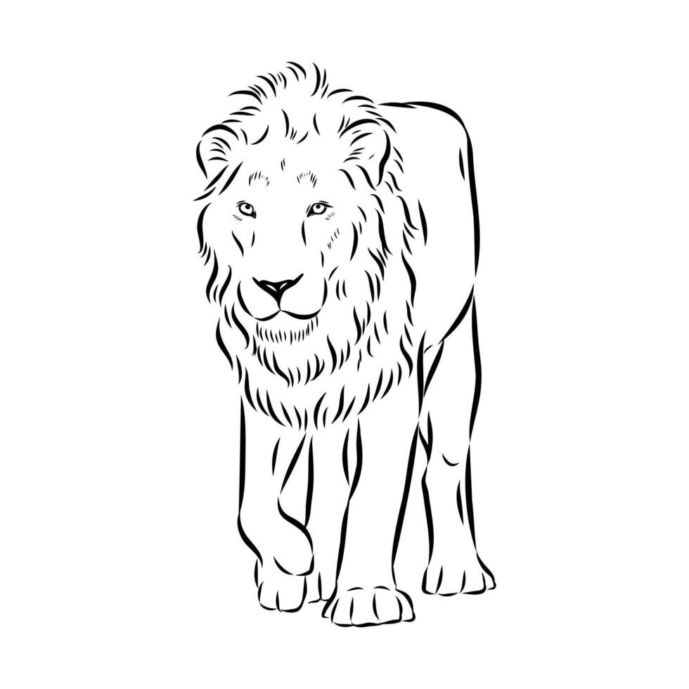 large strong predator lion drawing vector