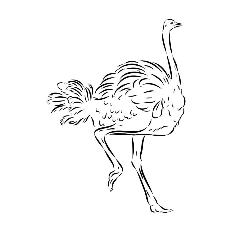 flightless bird ostrich sketch vector