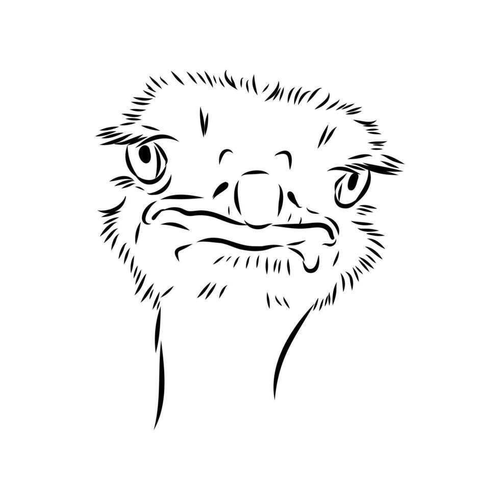 bird head ostrich hand sketch vector
