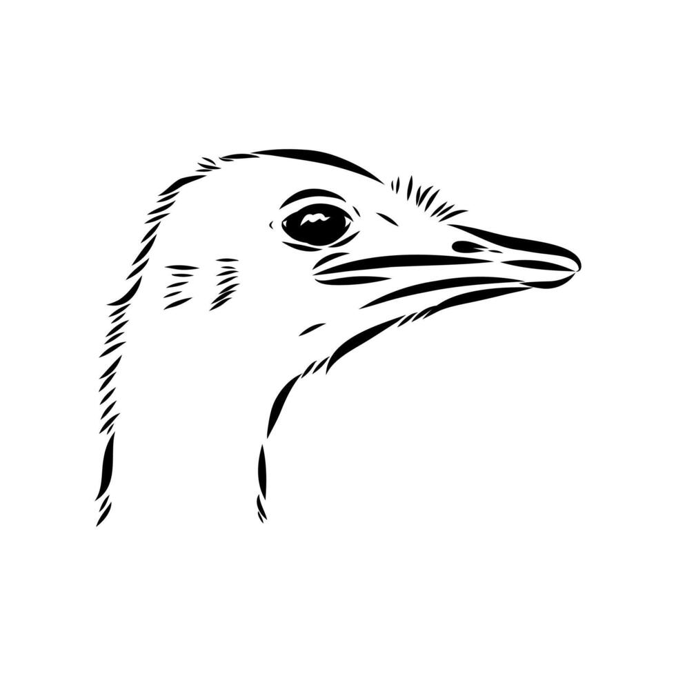 ostrich bird head black and white sketch vector
