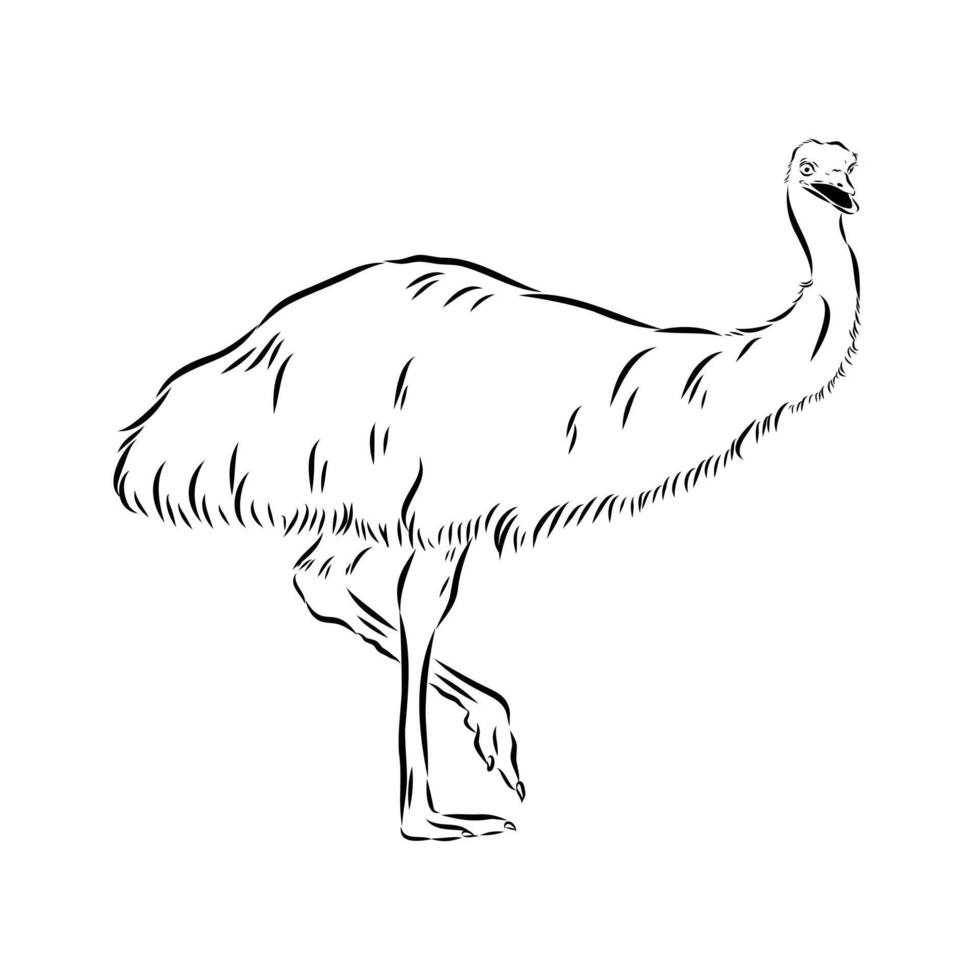 large African bird ostrich sketch vector