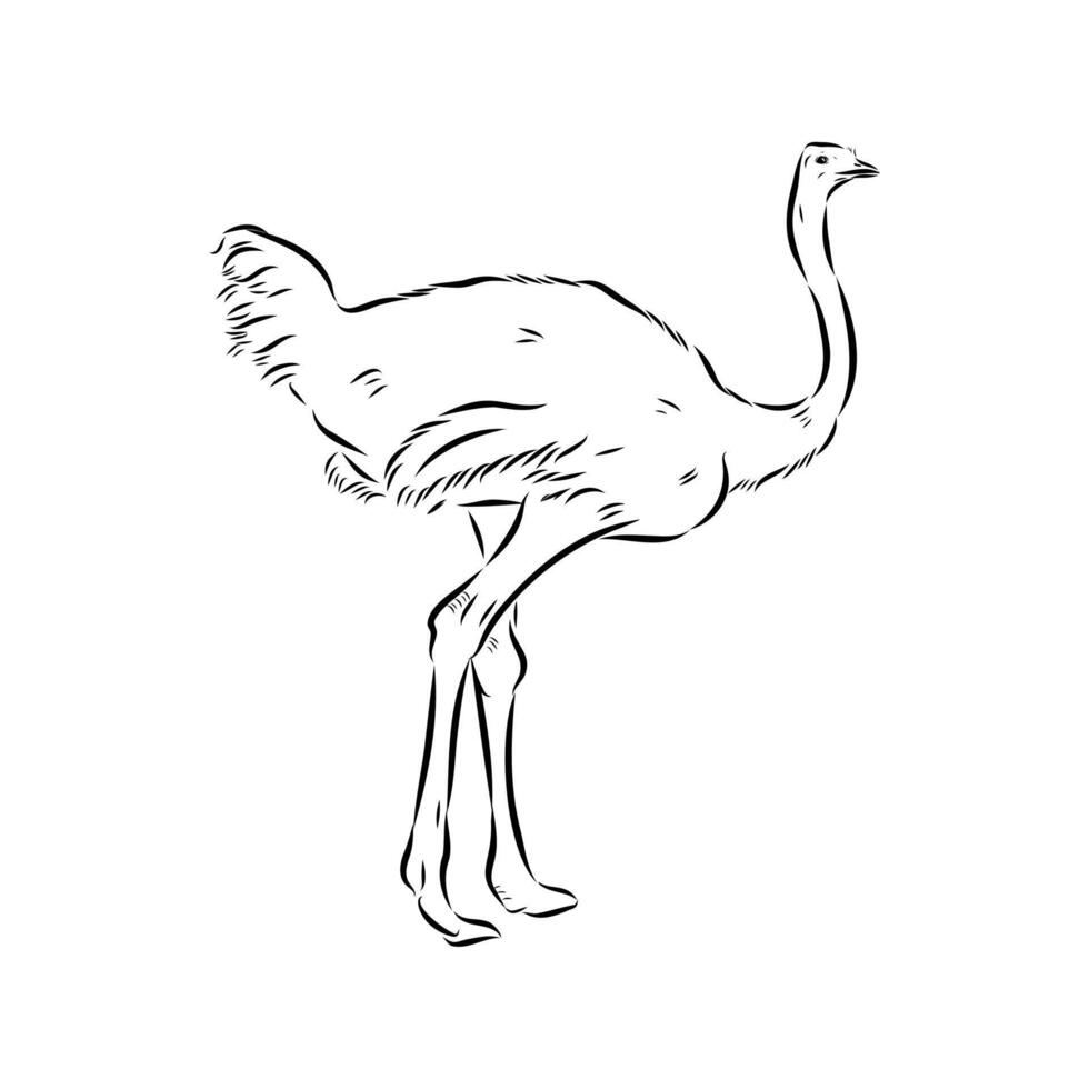 bird ostrich drawing vector
