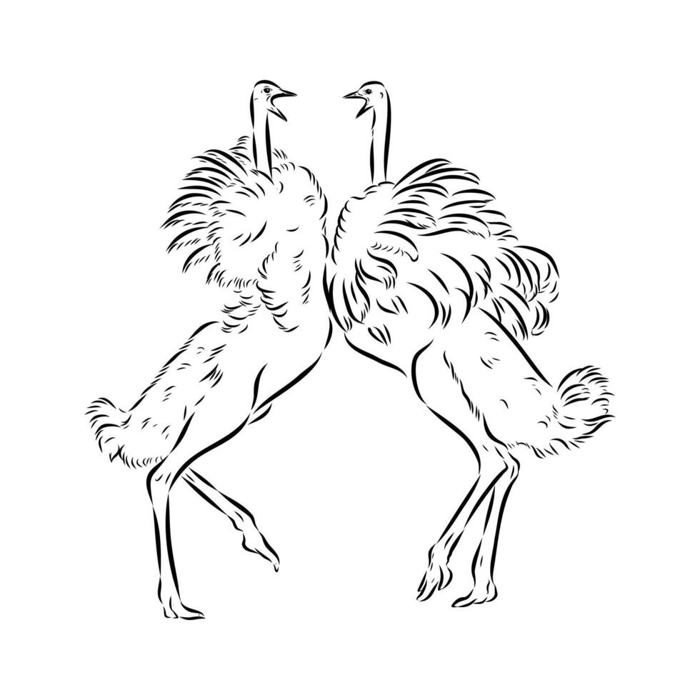 birds ostriches drawing vector